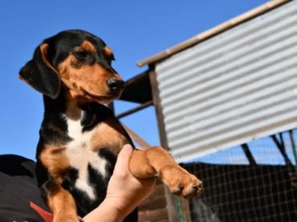 Xenon wünscht sich seine Familie