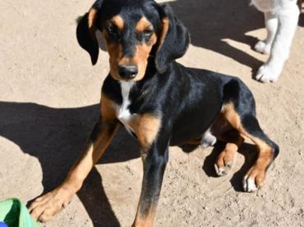 Xenon wünscht sich seine Familie