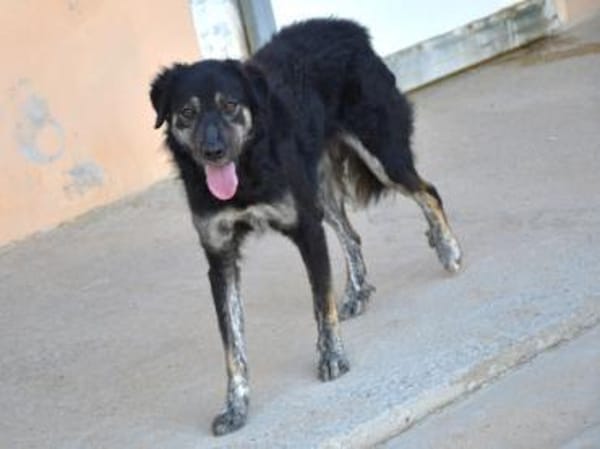 Bonnie wünscht sich ein Zuhause