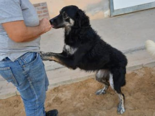 Bonnie wünscht sich ein Zuhause