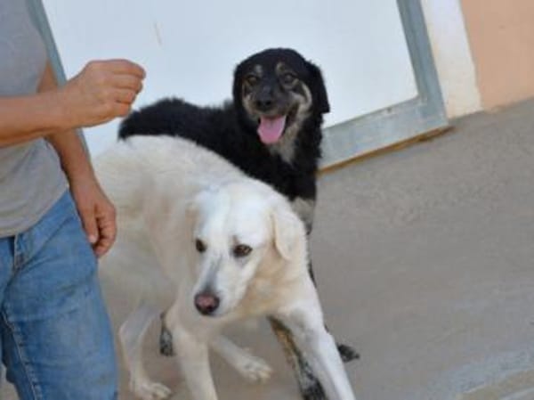 Bonnie wünscht sich ein Zuhause