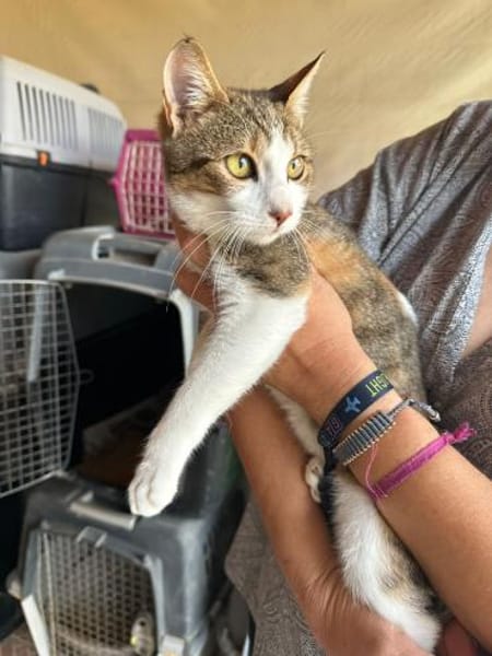 Sky aus dem Tierschutz