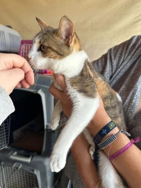 Sky aus dem Tierschutz