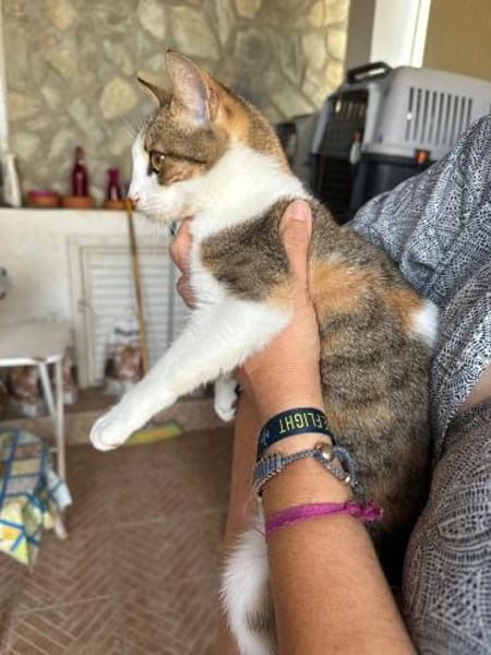 Sky aus dem Tierschutz