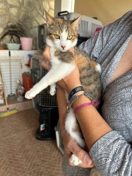 Sky aus dem Tierschutz