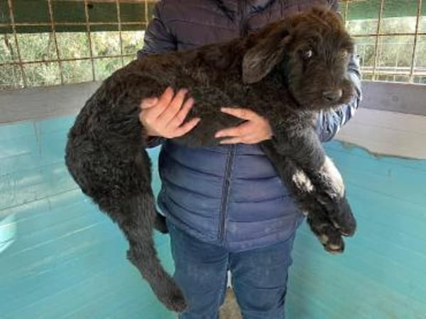 Luki möchte die Welt mit Ihnen entdecken