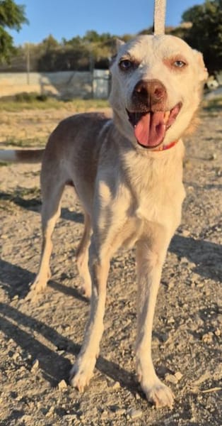 Dylan, liebenswerter, sanfter Opa