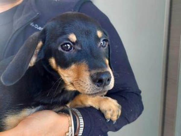 Oreo möchte sein Leben genießen