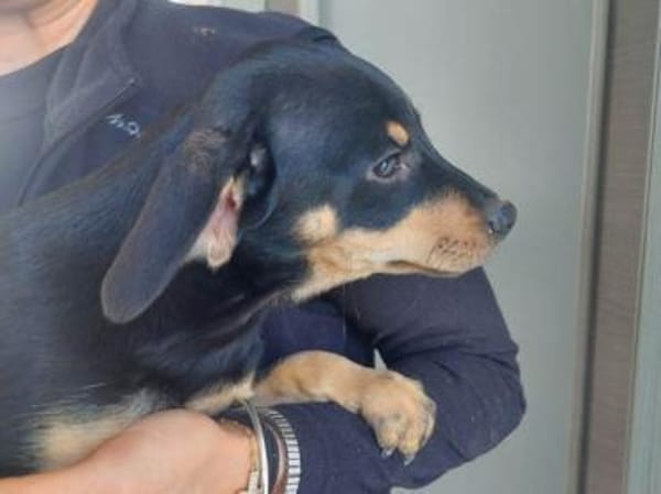 Oreo möchte sein Leben genießen