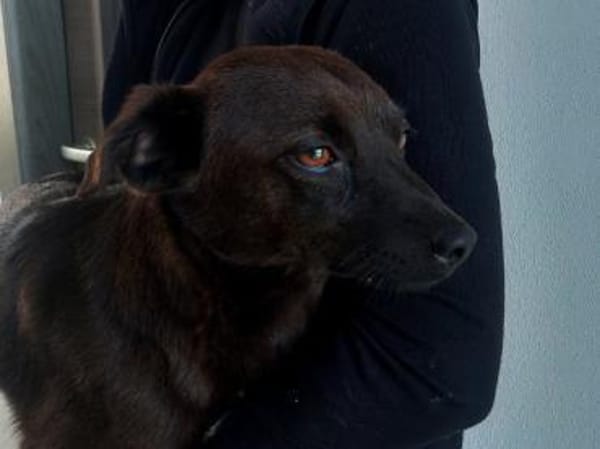 Pietrina braucht Geborgenheit