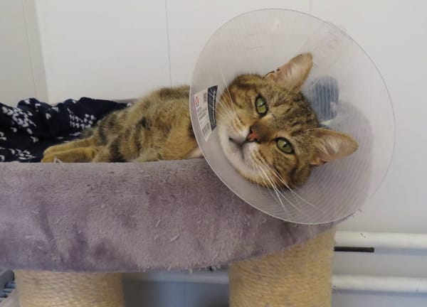 CHIFOUMI (réservé)