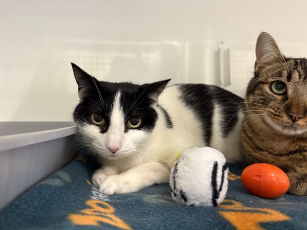 LEGEND (en duo avec Lupo)