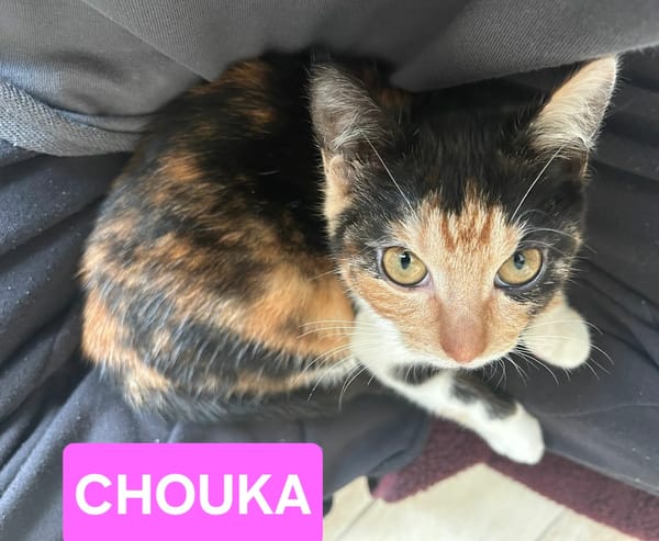 BIALA et CHOUKA (une mère et sa fille, adoptables ensemble ou séparément)