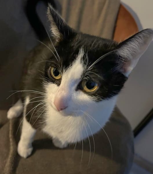 BIALA et CHOUKA (une mère et sa fille, adoptables ensemble ou séparément)