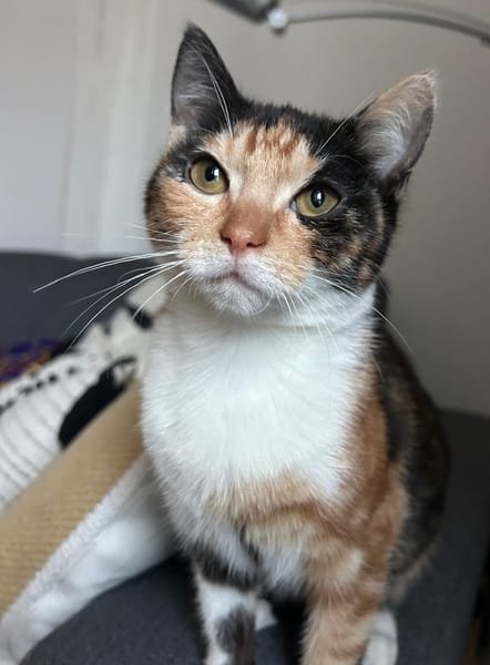 BIALA et CHOUKA (une mère et sa fille, adoptables ensemble ou séparément)