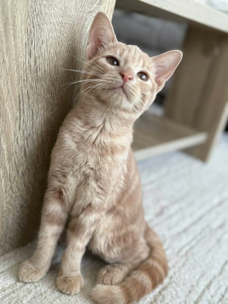 ORANGETTE ET CLÉMENTINE (PEUVENT ETRE ADOPTÉES SEULES SI DÉJÀ UN CHAT CHEZ VOUS OU ENSEMBLE)