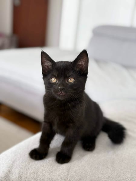 DASH et DOT (À ADOPTER ENSEMBLE)