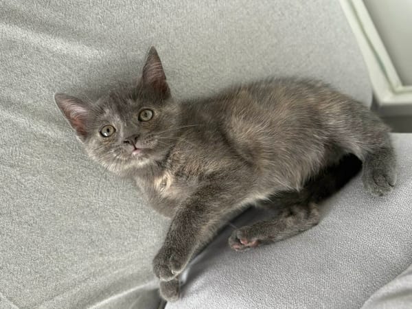 DASH et DOT (À ADOPTER ENSEMBLE)