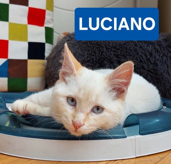 SANDRO et LUCIANO À ADOPTER ENSEMBLE)