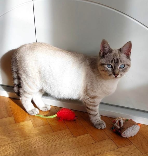 SANDRO et LUCIANO À ADOPTER ENSEMBLE)