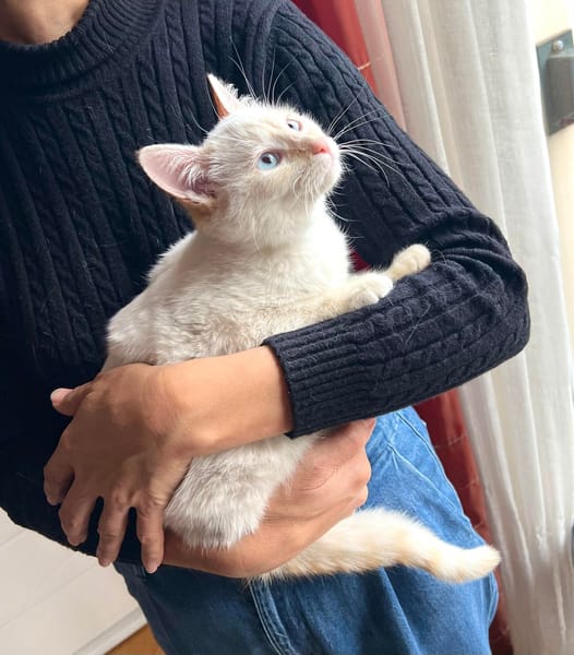 SANDRO et LUCIANO À ADOPTER ENSEMBLE)