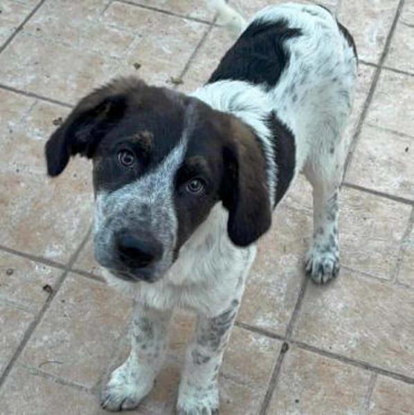 Sergio in der Tierherberge Donzdorf