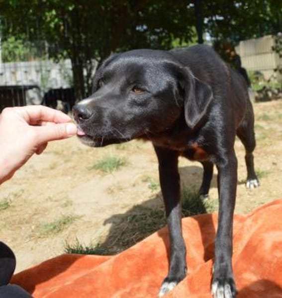 Carolina auf Pflegestelle in NRW