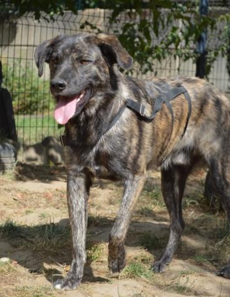 Contardo, Notfall in Deutschland (NRW)