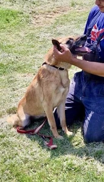 Notfallhund RUBY sucht DRINGEND🆘‼🆘