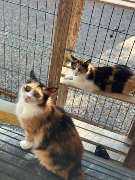 Tricolor Lady Lola sucht Einzelpalast