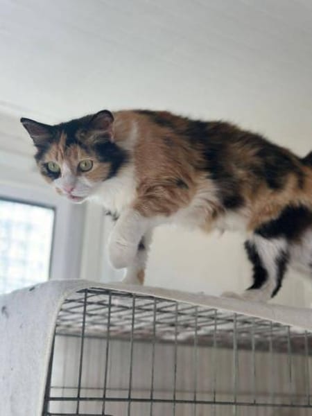 Tricolor Lady Lola sucht Einzelpalast