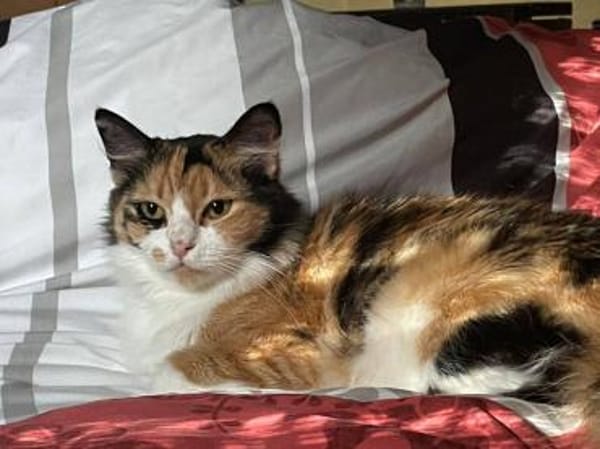 Tricolor Lady Lola sucht Einzelpalast