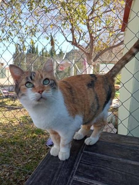 Hübsche Katzenlady Katy sucht Home