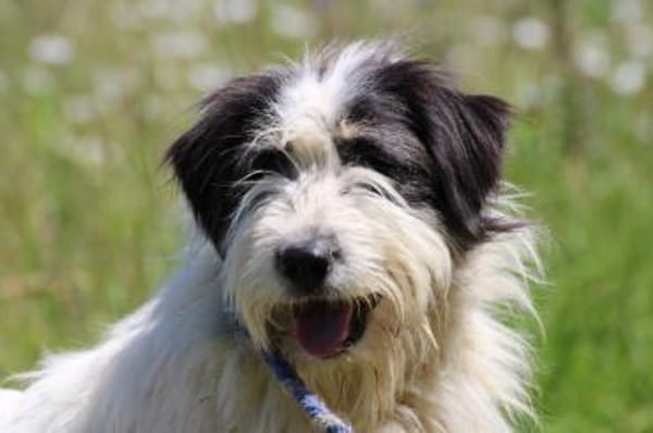 Muri - hübscher Wuschelrüde