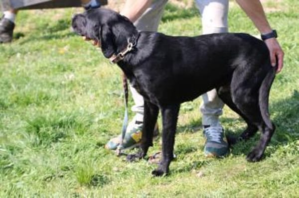 Tibo - neugieriger, verspielter Jungrüde