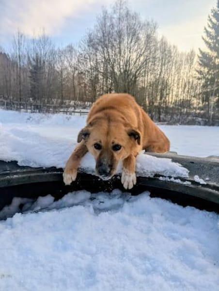 Dein neuer Begleiter