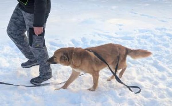 Dein neuer Begleiter