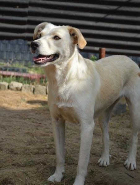 Carina, Pflegestelle in NRW