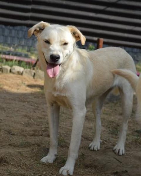 Carina, Pflegestelle in NRW