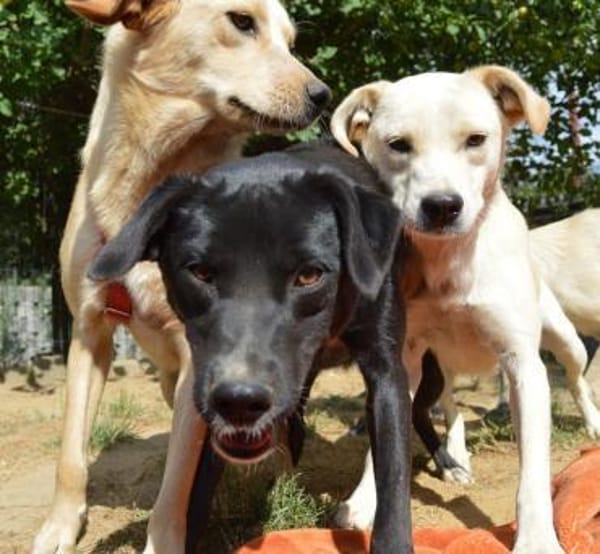 Carina, Pflegestelle in NRW