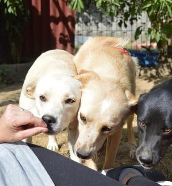 Carina, Pflegestelle in NRW