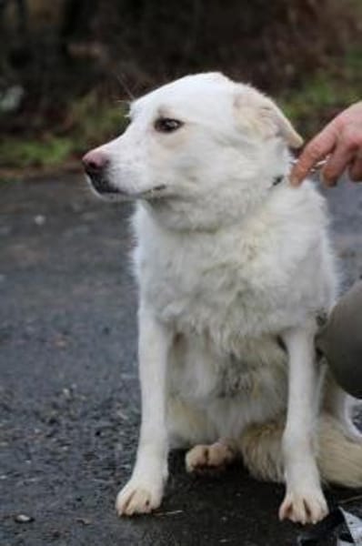 Manja - sensibel u. freundlich