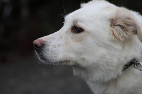 Manja - sensibel u. freundlich