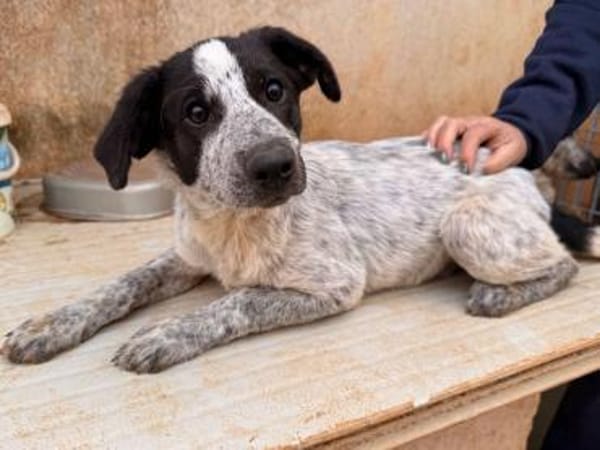 Solaria, in der Tierherberge Donzdorf