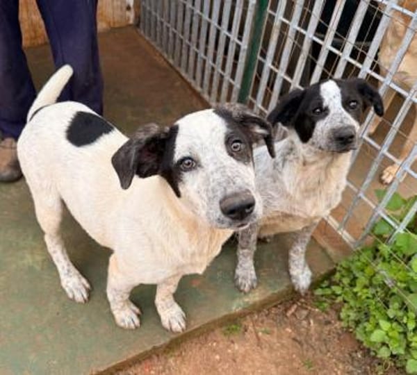 Solaria, in der Tierherberge Donzdorf