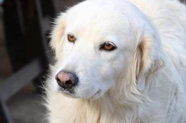 Bianca, Pflegestelle in Hessen