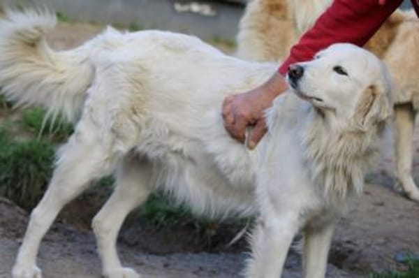 Bianca, Pflegestelle in Hessen