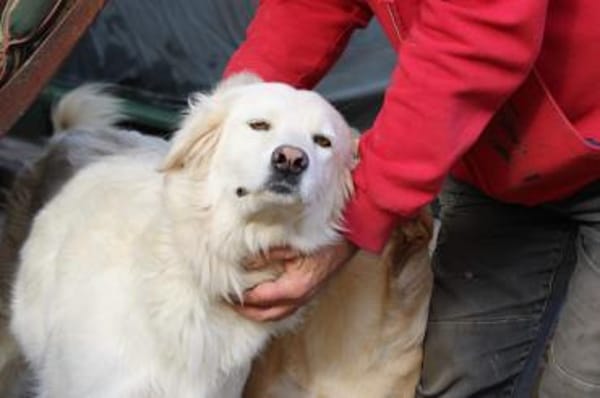 Bianca, Pflegestelle in Hessen