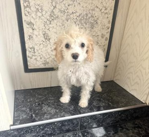 Cavapo Mix Mädchen Daysi