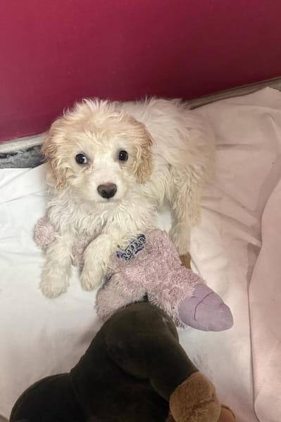 Cavapo Mix Mädchen Daysi